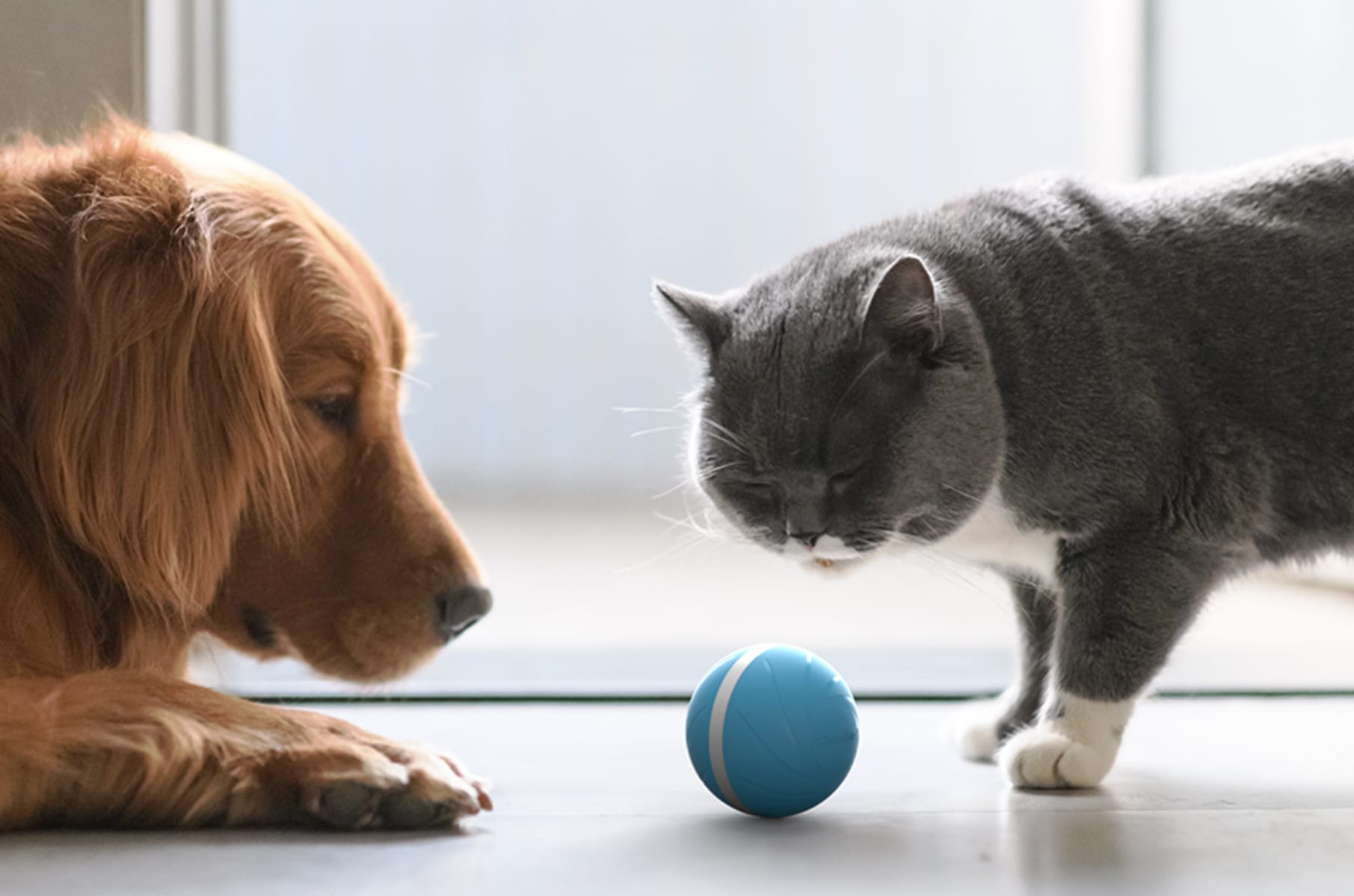 pelota para gatos animadora inteligente