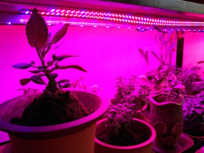 Barra de luces LED para plantas